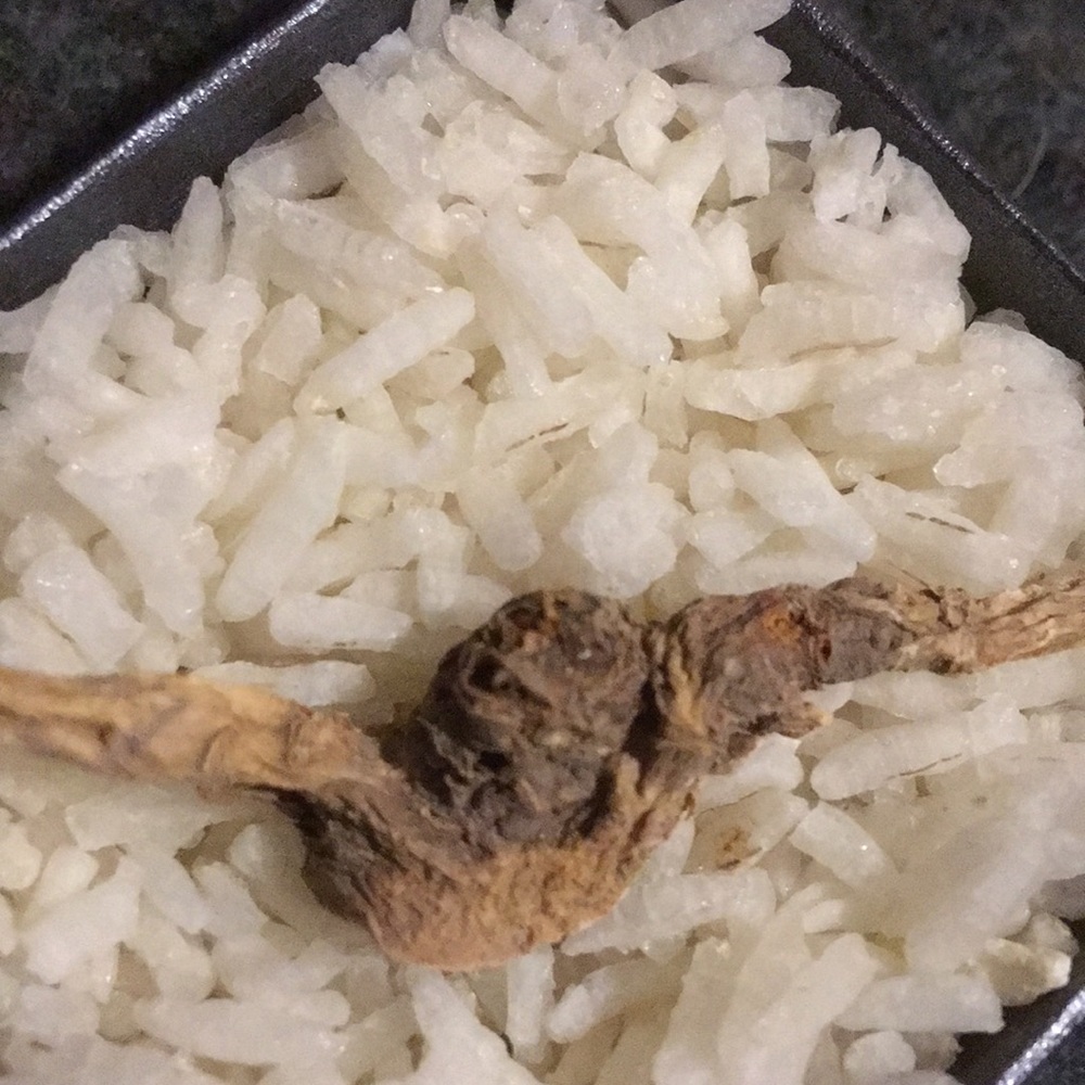 Wisconsin ginseng ‘ghoul’